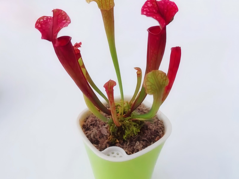 Building a Sarracenia Bog Garden: A Guide to Layering Sphagnum for Long-term Growth